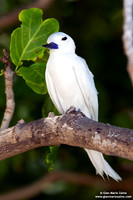 Gygis alba / Sterna bianca comune / Common white tern / Gygis blanche