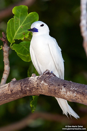Gygis alba / Sterna bianca comune / Common white tern / Gygis blanche