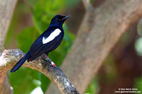 Copsychus sechellarum / Merlo gazza delle Seychelles / Seychelles magpie-robin / Shama des Seychelles