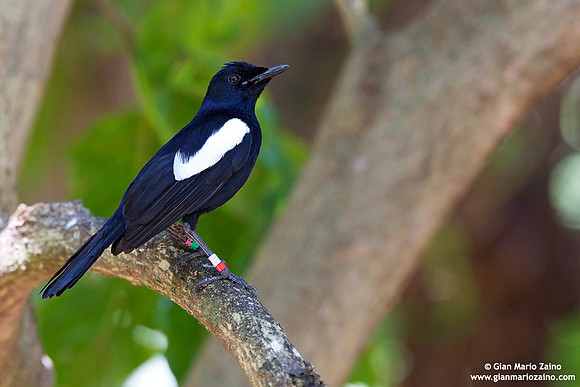 Copsychus sechellarum / Merlo gazza delle Seychelles / Seychelles magpie-robin / Shama des Seychelles