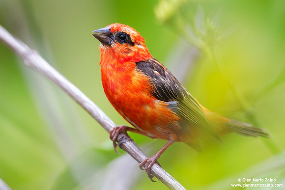 Foudia madagascariensis / Tessitore fiammante / Red fody / Foudi rouge