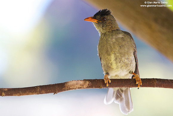 Hypsipetes crassirostris / Merlo delle Seychelles / Seychelles bulbul / Bulbul merle