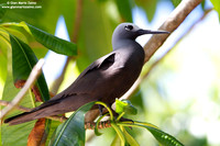 Anous tenuirostris / Sterna stolida minore / Lesser noddy / Noddi marianne