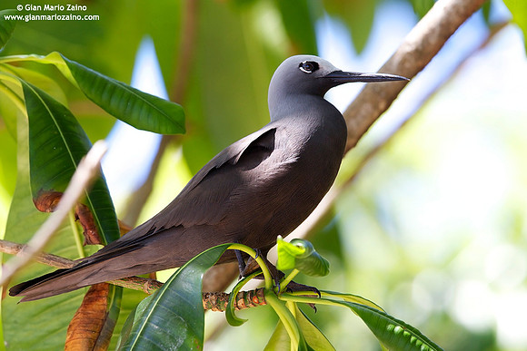 Anous tenuirostris / Sterna stolida minore / Lesser noddy / Noddi marianne