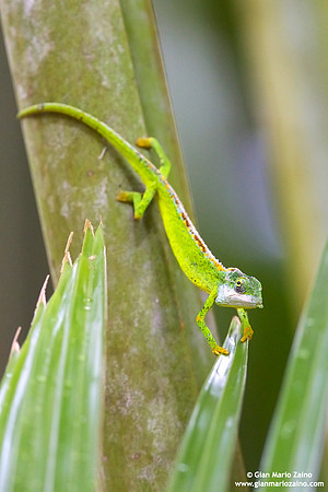 Archaius tigris / Camaleonte tigre delle Seychelles / Seychelles tiger chameleon