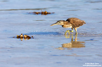 Butorides striata / Airone striato / Striated Heron degens / Héron strié