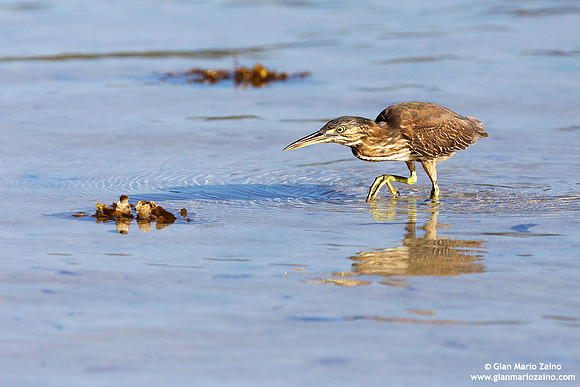 Butorides striata / Airone striato / Striated Heron degens / Héron strié