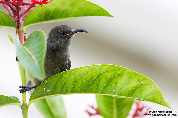 Cinnyris dussumieri / Nettarinia-colibrì delle Seychelles / Seychelles sunbird / Souïmanga des Seychelles