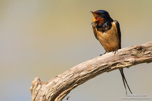 Hirundo rustica / Rondine comune / Barn swallow / Hirondelle rustique