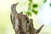 Picus canus / Picchio cenerino / Grey-headed woodpecker / Pic cendré