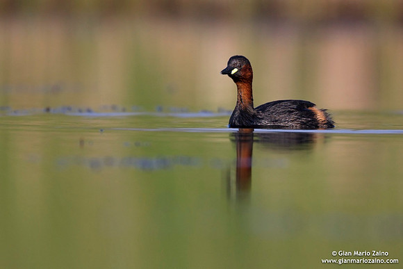 Tachybaptus ruficollis / Tuffetto comune / Little grebe / Grèbe castagneux