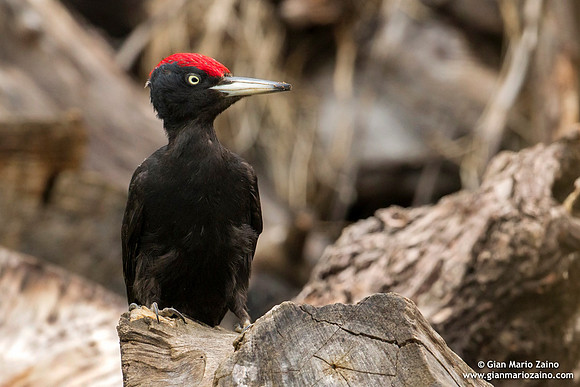 Dryocopus martius / Picchio nero / Black woodpecker / Pic noir