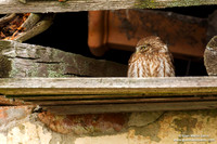 Athene noctua / Civetta / Little owl / Chouette chevêche