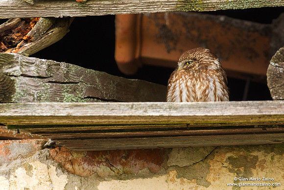 Athene noctua / Civetta / Little owl / Chouette chevêche