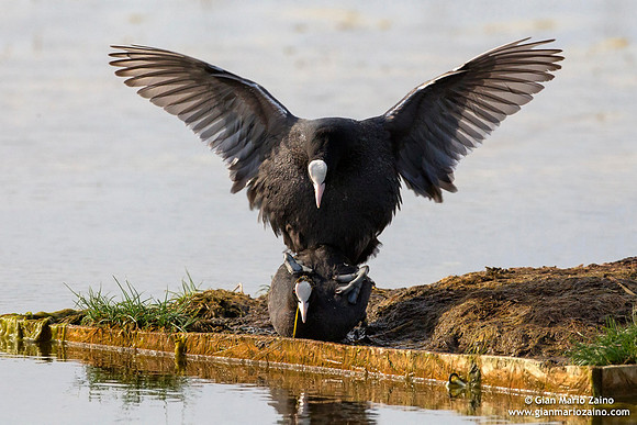 Fulica / Folaga / Coot / Fulica