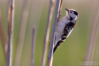 Dendrocopos minor / Picchio rosso minore / Lesser spotted woodpecker / Pic épeichette