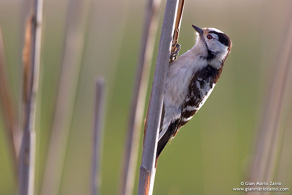 Dendrocopos minor / Picchio rosso minore / Lesser spotted woodpecker / Pic épeichette
