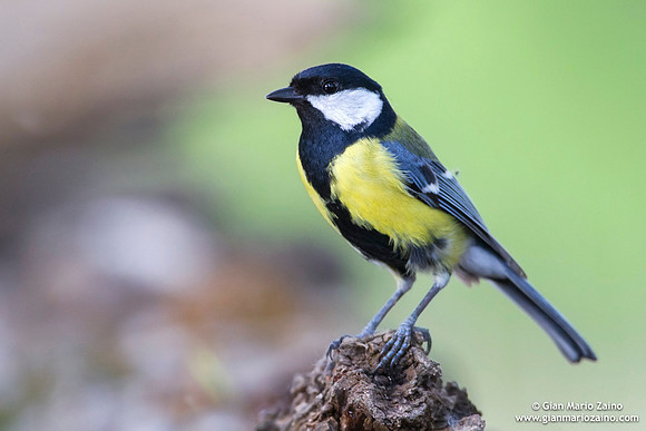 Parus major / Cinciallegra / Great tit / Mésange charbonnière