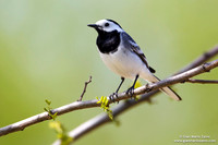 Motacilla alba / Ballerina bianca / White wagtail / Bergeronnette grise