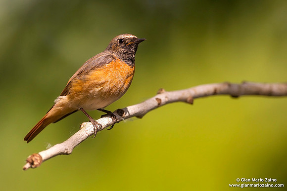 Phoenicurus phoenicurus / Codirosso / Common redstart / Rougequeue à front blanc