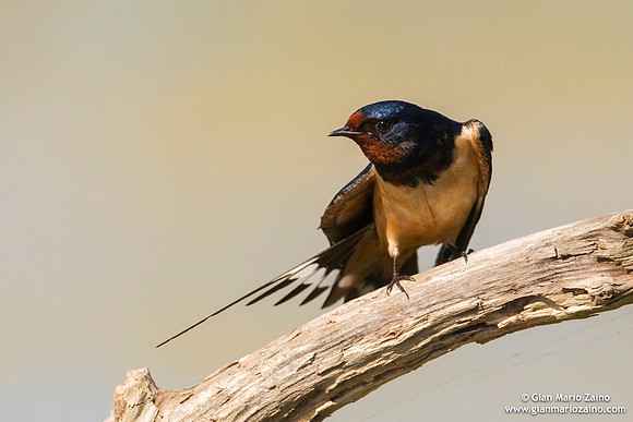 Hirundo rustica / Rondine comune / Barn swallow / Hirondelle rustique