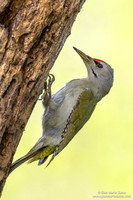 Picus canus / Picchio cenerino / Grey-headed woodpecker / Pic cendré