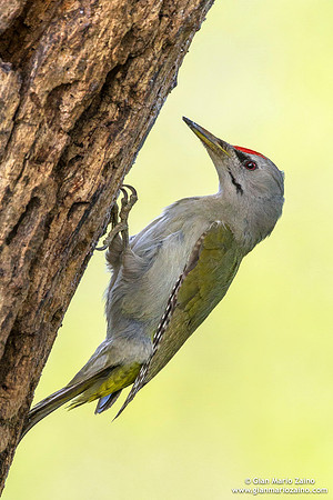 Picus canus / Picchio cenerino / Grey-headed woodpecker / Pic cendré