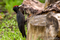 Dryocopus martius / Picchio nero / Black woodpecker / Pic noir