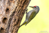 Picus canus / Picchio cenerino / Grey-headed woodpecker / Pic cendré