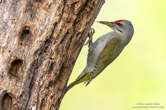 Picus canus / Picchio cenerino / Grey-headed woodpecker / Pic cendré
