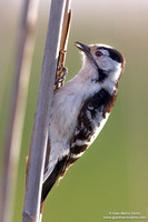 Dendrocopos minor / Picchio rosso minore / Lesser spotted woodpecker / Pic épeichette