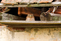 Athene noctua / Civetta / Little owl / Chouette chevêche