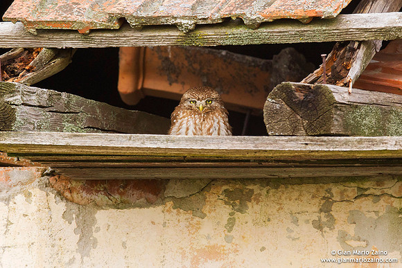 Athene noctua / Civetta / Little owl / Chouette chevêche