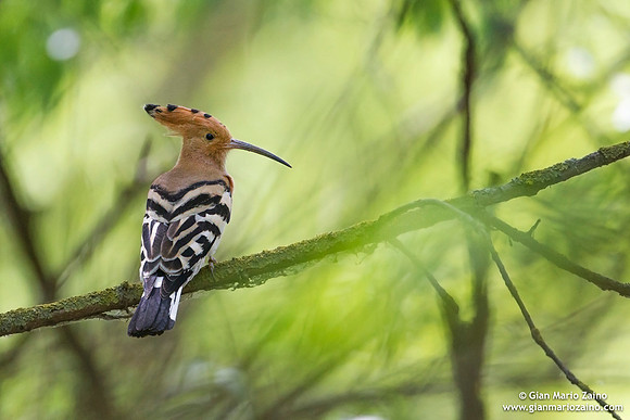 Upupa epops / Upupa / Hoopoe / Huppe fasciée