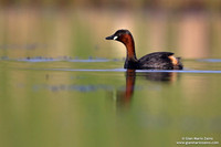 Tachybaptus ruficollis / Tuffetto comune / Little grebe / Grèbe castagneux