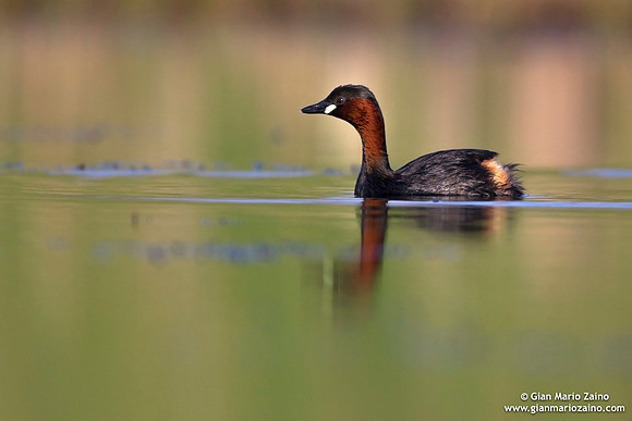 Tachybaptus ruficollis / Tuffetto comune / Little grebe / Grèbe castagneux