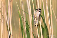Dendrocopos minor / Picchio rosso minore / Lesser spotted woodpecker / Pic épeichette
