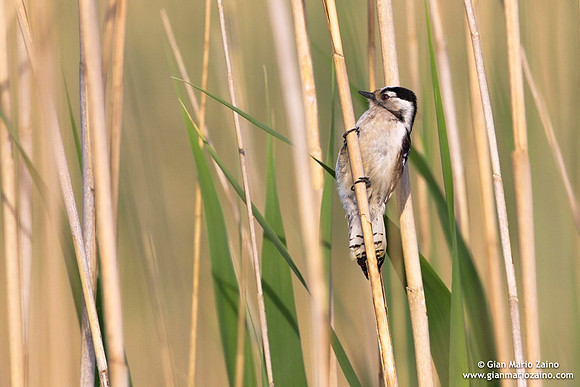 Dendrocopos minor / Picchio rosso minore / Lesser spotted woodpecker / Pic épeichette