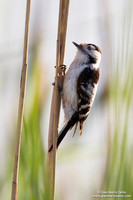 Dendrocopos minor / Picchio rosso minore / Lesser spotted woodpecker / Pic épeichette