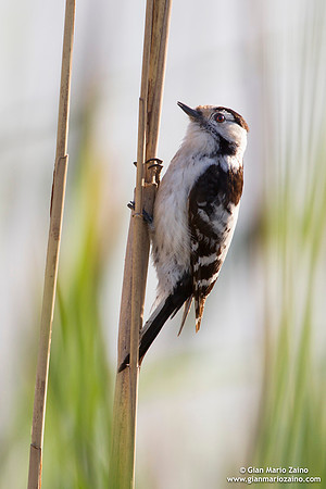 Dendrocopos minor / Picchio rosso minore / Lesser spotted woodpecker / Pic épeichette