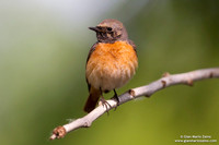 Phoenicurus phoenicurus / Codirosso / Common redstart / Rougequeue à front blanc