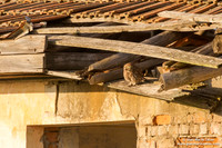 Athene noctua / Civetta / Little owl / Chouette chevêche