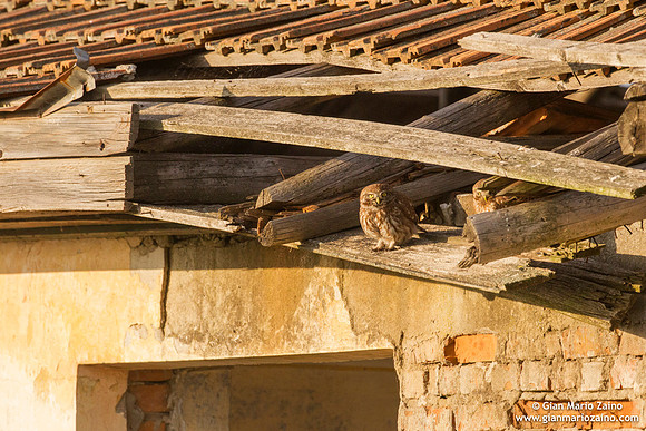 Athene noctua / Civetta / Little owl / Chouette chevêche
