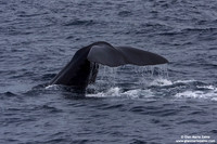 Physeter macrocephalus / Capodoglio / Sperm whale / Grand cachalot