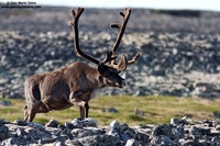 Rangifer tarandus / Renna / Reindeer / Caribou