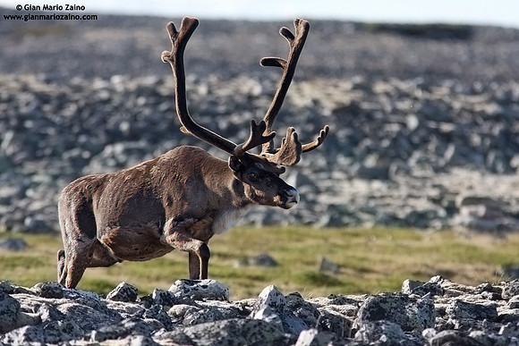Rangifer tarandus / Renna / Reindeer / Caribou