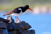 Haematopus ostralegus / Beccaccia di mare / Eurasian oystercatcher / Huîtrier pie