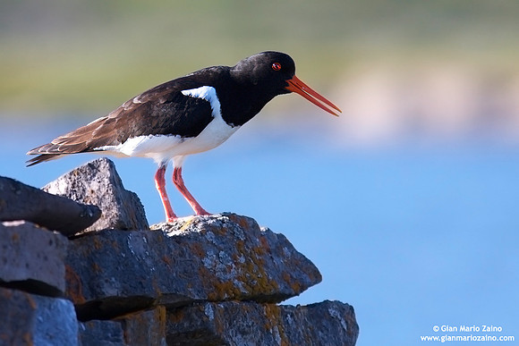 Haematopus ostralegus / Beccaccia di mare / Eurasian oystercatcher / Huîtrier pie