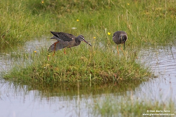 Tringa erythropus / Totano moro / Spotted redshank / Chevalier arlequin