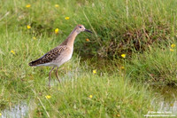 Philomachus pugnax /Combattente / Ruff / Combattant varié